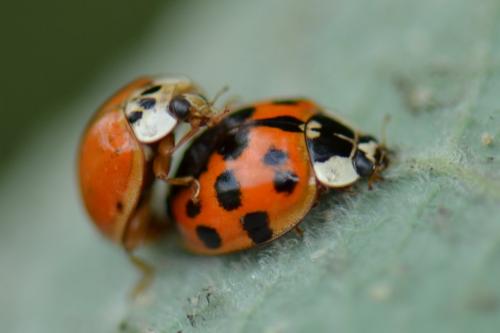 Réf. 88 078 : Harmonia axyridis