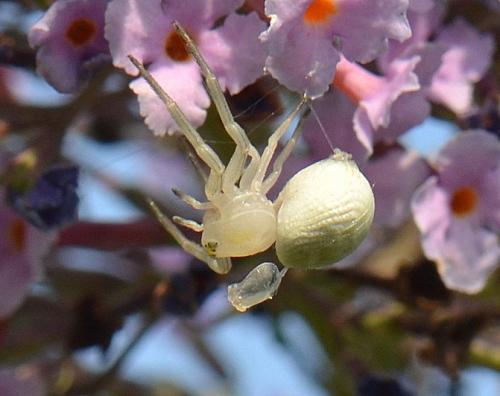 Misumena vatia