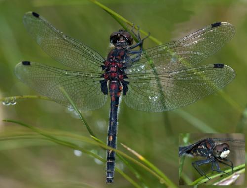 Leucorrhinia dubia