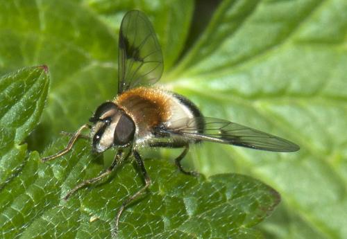 Leucozona lucorum