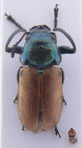 Labidostomis axillaris