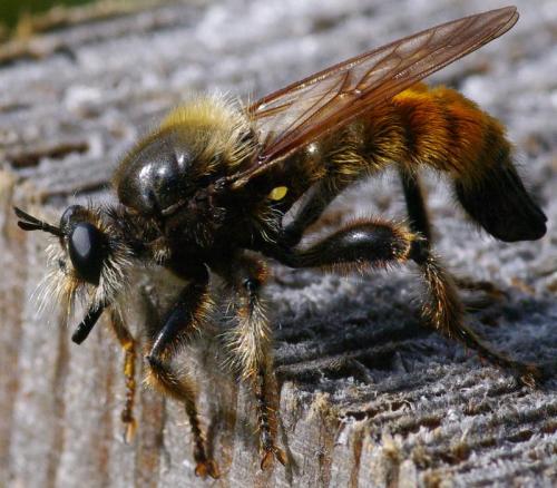 Laphria flava