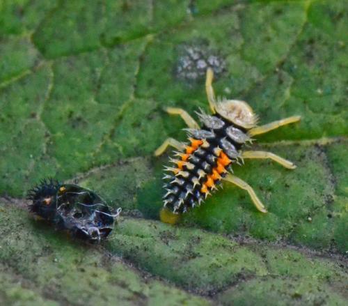 Harmonia axyridis