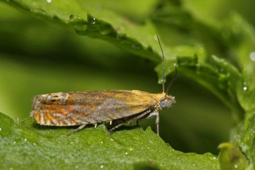 Lathronympha strigana