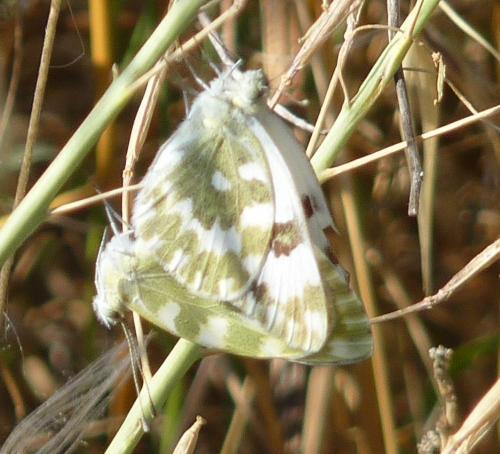 Réf. 88 260 : Pontia daplidice