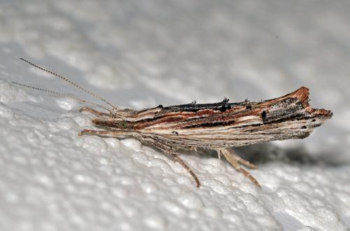 Réf. 88 421 : Ypsolopha scabrella