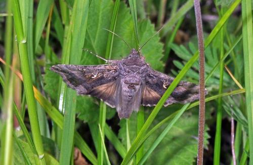 Autographa gamma