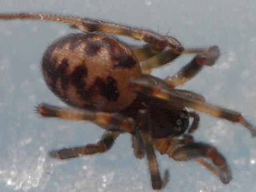 Steatoda triangulosa