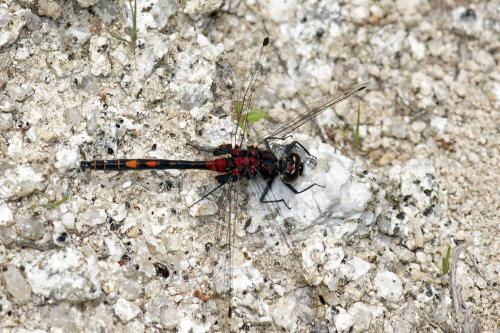 Leucorrhinia dubia