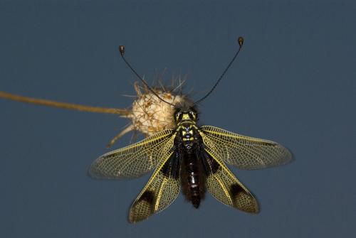 Libelloides longicornis
