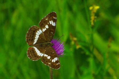 Réf. 88 822 : Limenitis camilla