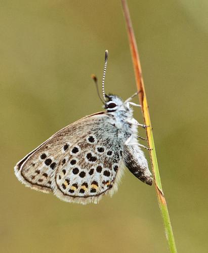 Réf. 88 915 : Plebejus sp.
