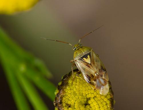Lygus sp.