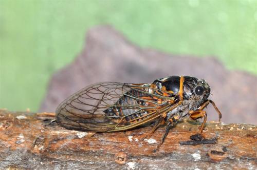 Réf. 88 365 : Tibicina steveni