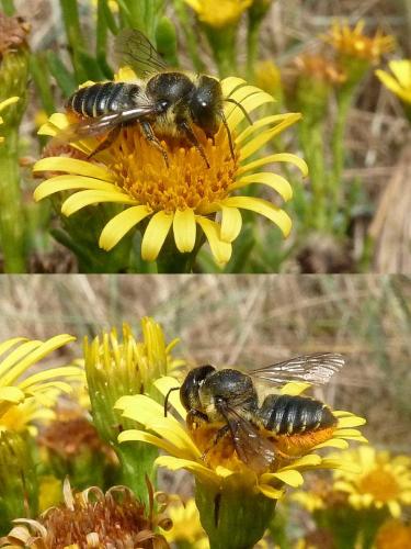 Megachile sp.