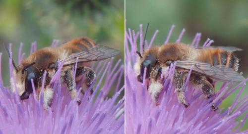 Megachile lagopoda