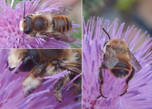 Megachile lagopoda