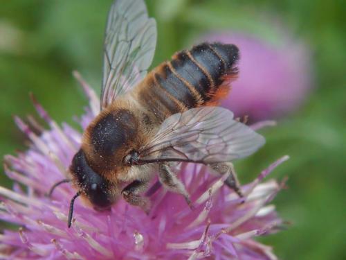 Megachile lagopoda
