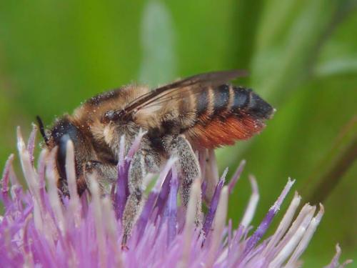 Megachile lagopoda
