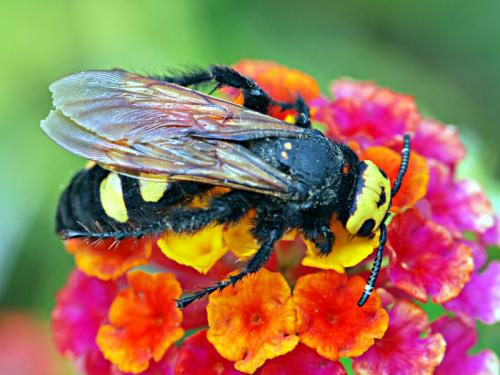 Megascolia maculata maculata