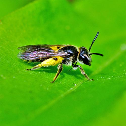 Andrena sp.