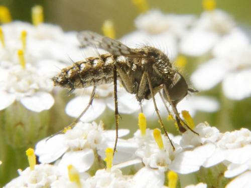 Réf. 88 809 : Cyllenia rustica
