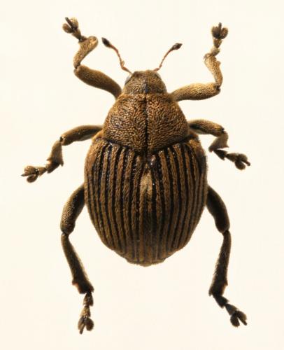 Réf. 88 754 : Mononychus punctumalbum