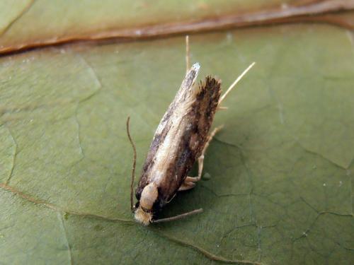 Monopis crocicapitella