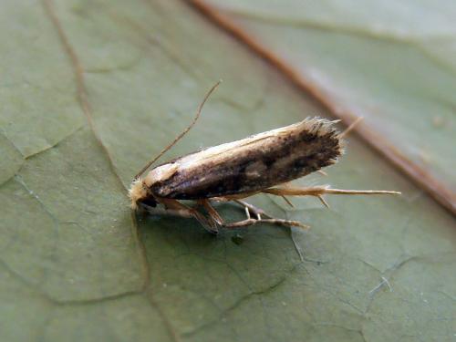 Réf. 88 376 : Monopis crocicapitella