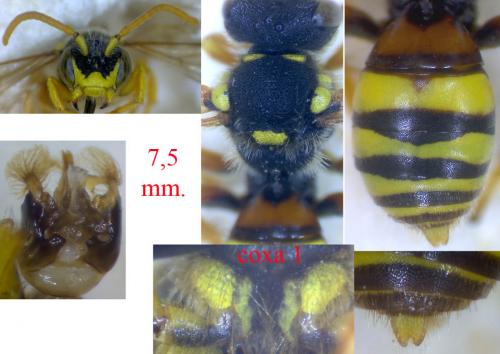 Réf. 88 390 : Nomada fucata