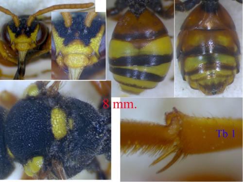 Réf. 88 431 : Nomada fucata