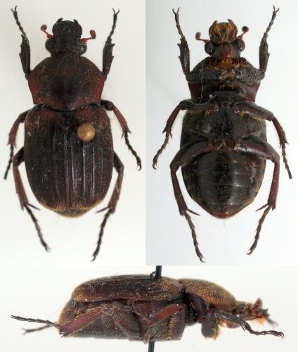 Réf. 88 294 : Myodermum alutaceum
