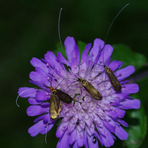 Nemophora metallica