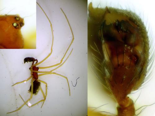 Réf. 88 129 : Neottiura bimaculata
