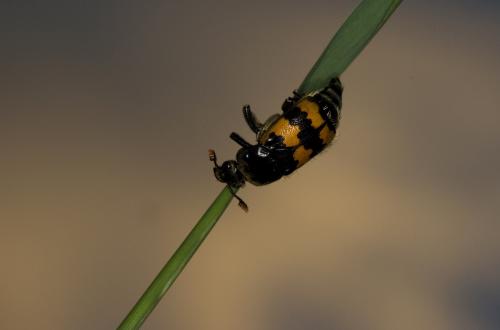 Nicrophorus vespillo