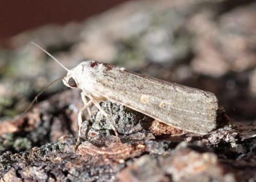 Spodoptera exigua
