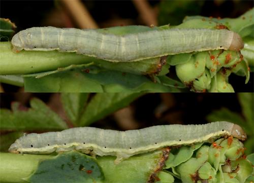 Hecatera dysodea