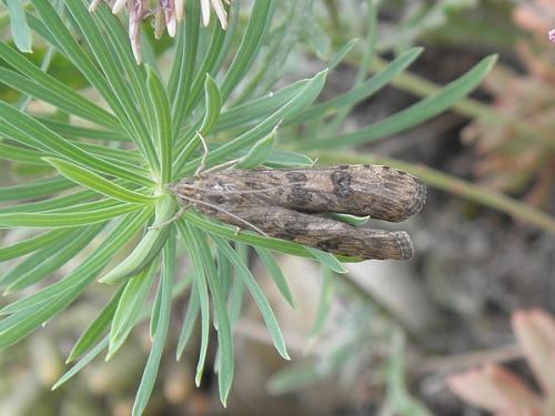 Nomophila noctuella