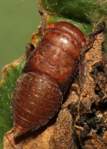 Réf. 88 199 : Iassus lanio