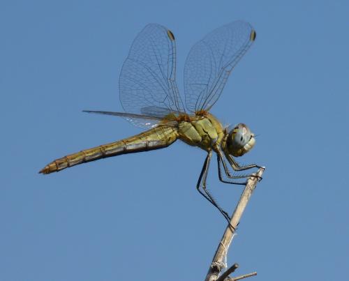 Réf. 88 263 : Sympetrum fonscolombii