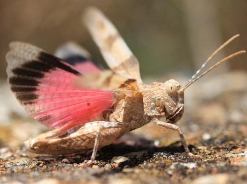 Oedipoda charpentieri