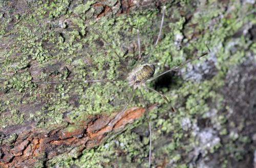 Réf. 88 583 : Opilio canestrinii
