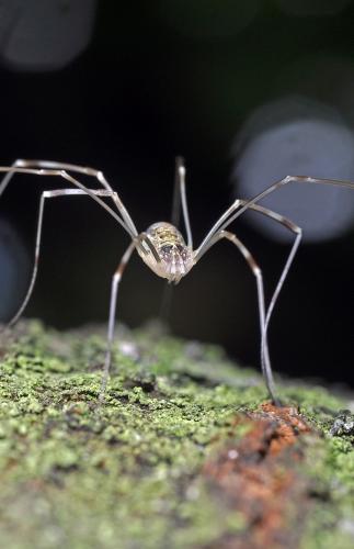 Réf. 88 584 : Opilio canestrinii