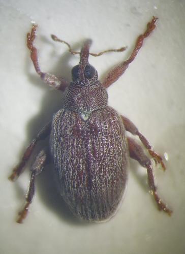 Réf. 88 615 : Orchestes testaceus