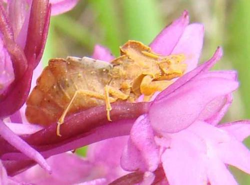Réf. 88 612 : Phymata crassipes