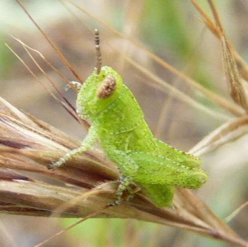 Pezotettix giornae