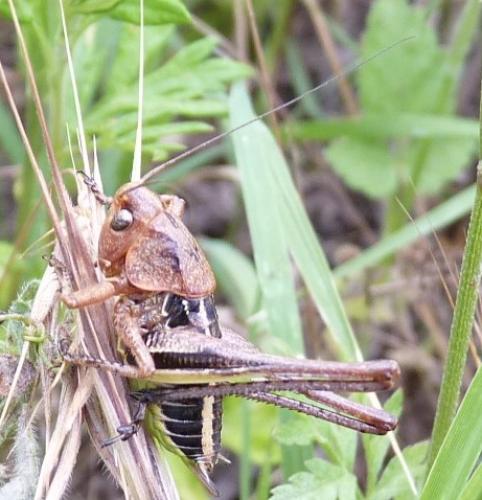 Réf. 88 504 : Decticus albifrons