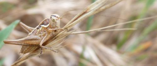 Réf. 88 498 : Tettigoniinae inconnu