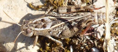 Calliptamus sp.