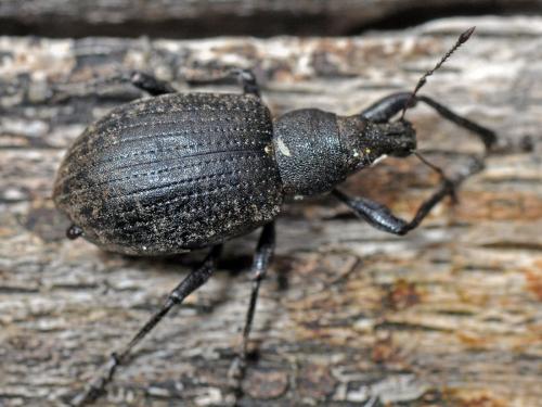 Réf. 88 942 : Liophloeus tessulatus